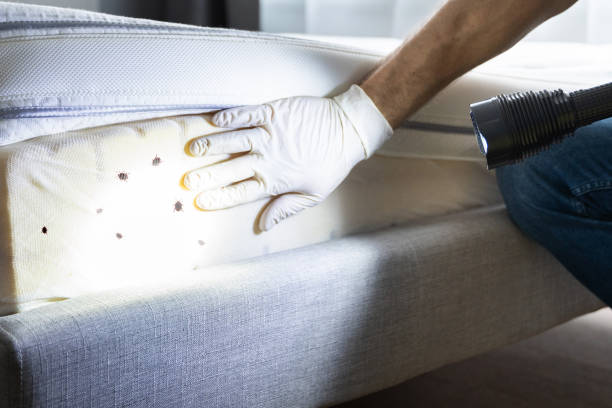 Best Pest Control Near Me in Indian Springs, GA