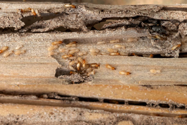 Indian Springs, GA Pest Control Company